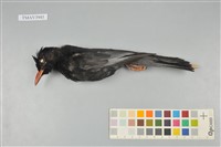 藏品(紅嘴黑鵯)的圖片